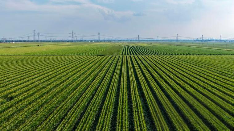 山东：逐步把永久基本农田建成高标准农田